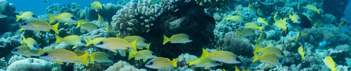 Strategic management to preserving coral reefs